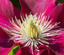 Dehner Guernsey Waldrebe - Clematis 'Elpis' Rot Hot