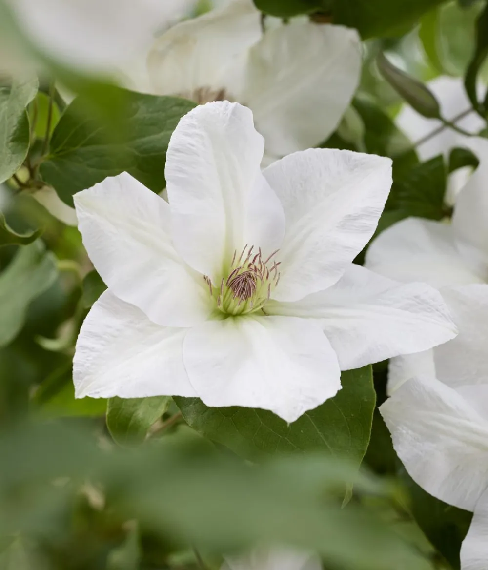Dehner Clematis|Kletterpflanzen > Guernsey Waldrebe - Clematis 'Guernsey Flute'