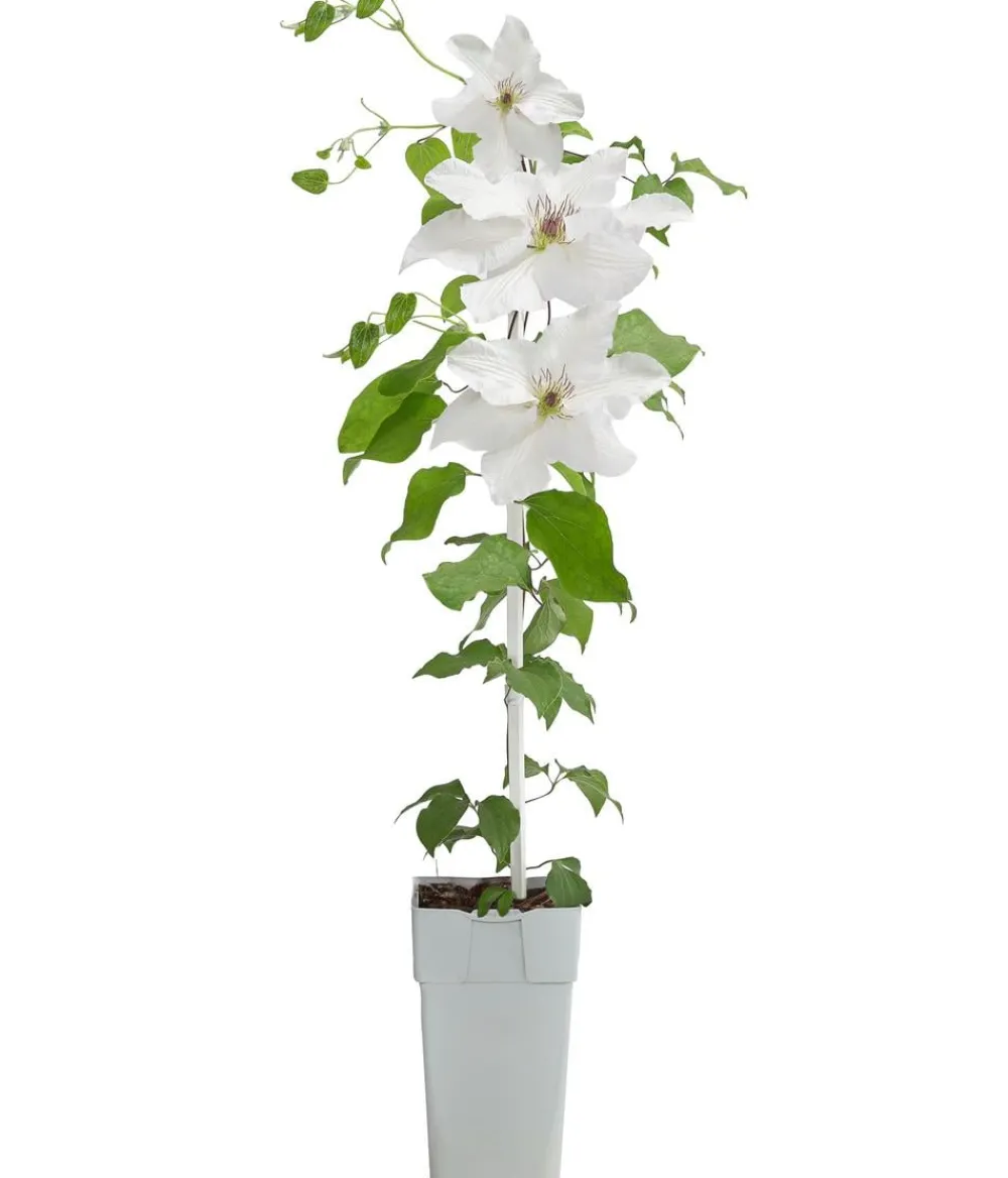 Dehner Clematis|Kletterpflanzen > Guernsey Waldrebe - Clematis 'Guernsey Flute'