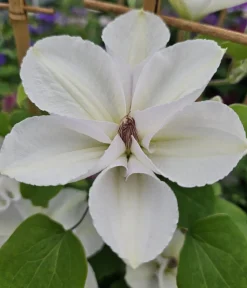 Dehner Clematis|Kletterpflanzen > Guernsey Waldrebe - Clematis 'Guernsey Flute'