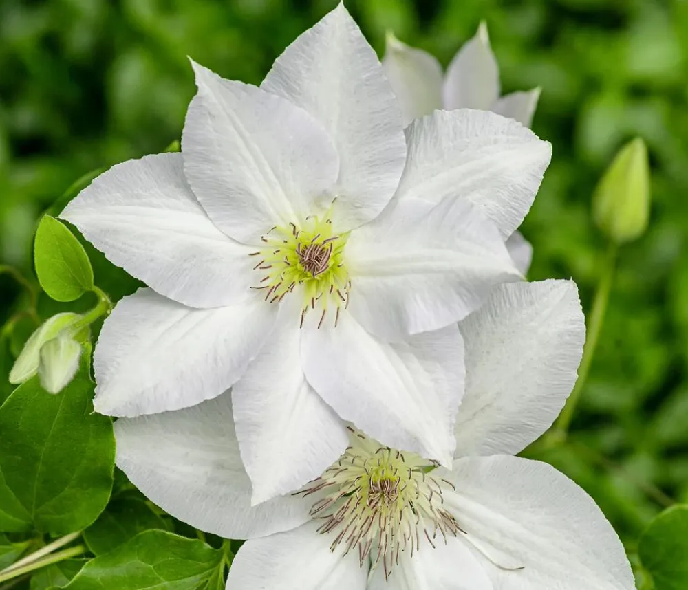 Dehner Clematis|Kletterpflanzen > Guernsey Waldrebe - Clematis 'Guernsey Flute'