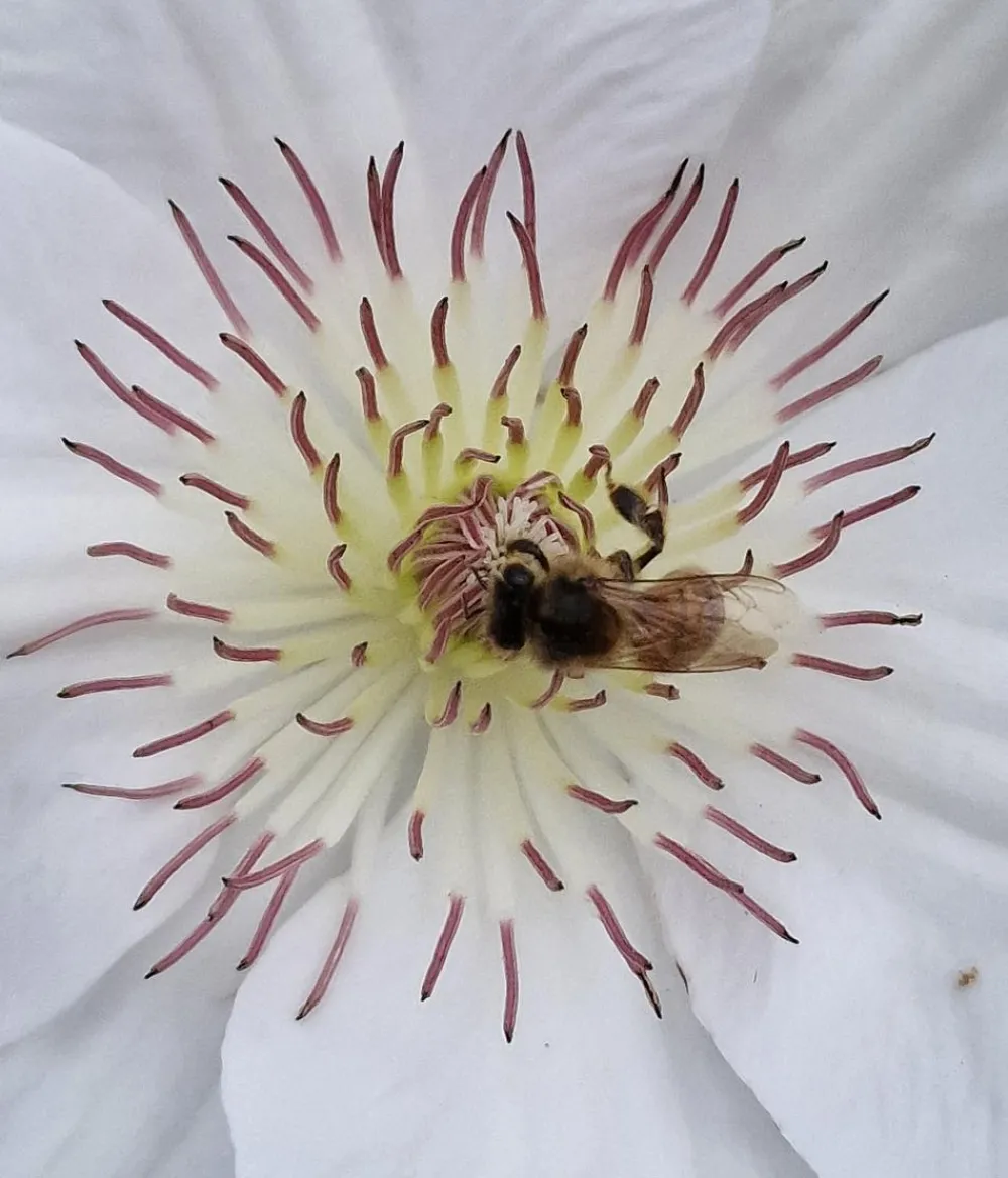 Dehner Clematis|Kletterpflanzen > Guernsey Waldrebe - Clematis 'Guernsey Flute'