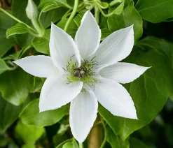 Dehner Clematis|Kletterpflanzen > Guernsey Waldrebe - Clematis 'Guernsey Flute'