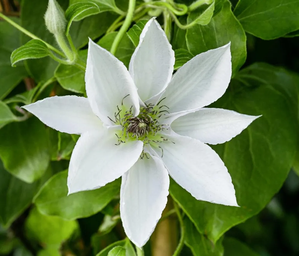 Dehner Clematis|Kletterpflanzen > Guernsey Waldrebe - Clematis 'Guernsey Flute'