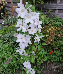 Dehner Clematis|Kletterpflanzen > Guernsey Waldrebe - Clematis 'Guernsey Flute'