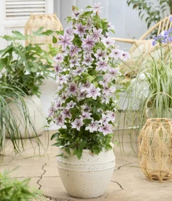 Dehner Guernsey Waldrebe - Clematis 'Ithemba' Outlet