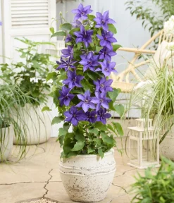 Dehner Guernsey Waldrebe - Clematis 'Lindsay' Best