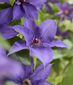 Dehner Guernsey Waldrebe - Clematis 'Lindsay' Best