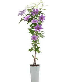 Dehner Clematis|Kletterpflanzen - Guernsey Waldrebe - Clematis 'Tumaini' Lila