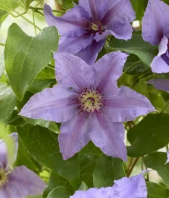 Dehner Clematis|Kletterpflanzen - Guernsey Waldrebe - Clematis 'Tumaini' Lila