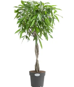 Dehner Grünpflanzen > Gummibaum - Ficus binnendijkii 'Amstel King'