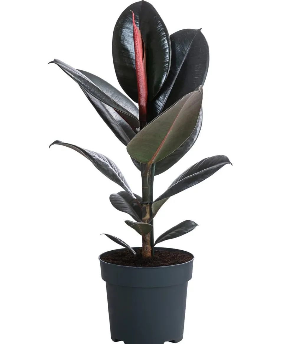 Dehner Grünpflanzen - Gummibaum - Ficus elastica 'Abidjan'