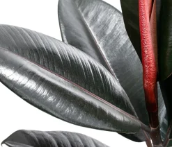 Dehner Grünpflanzen - Gummibaum - Ficus elastica 'Abidjan'