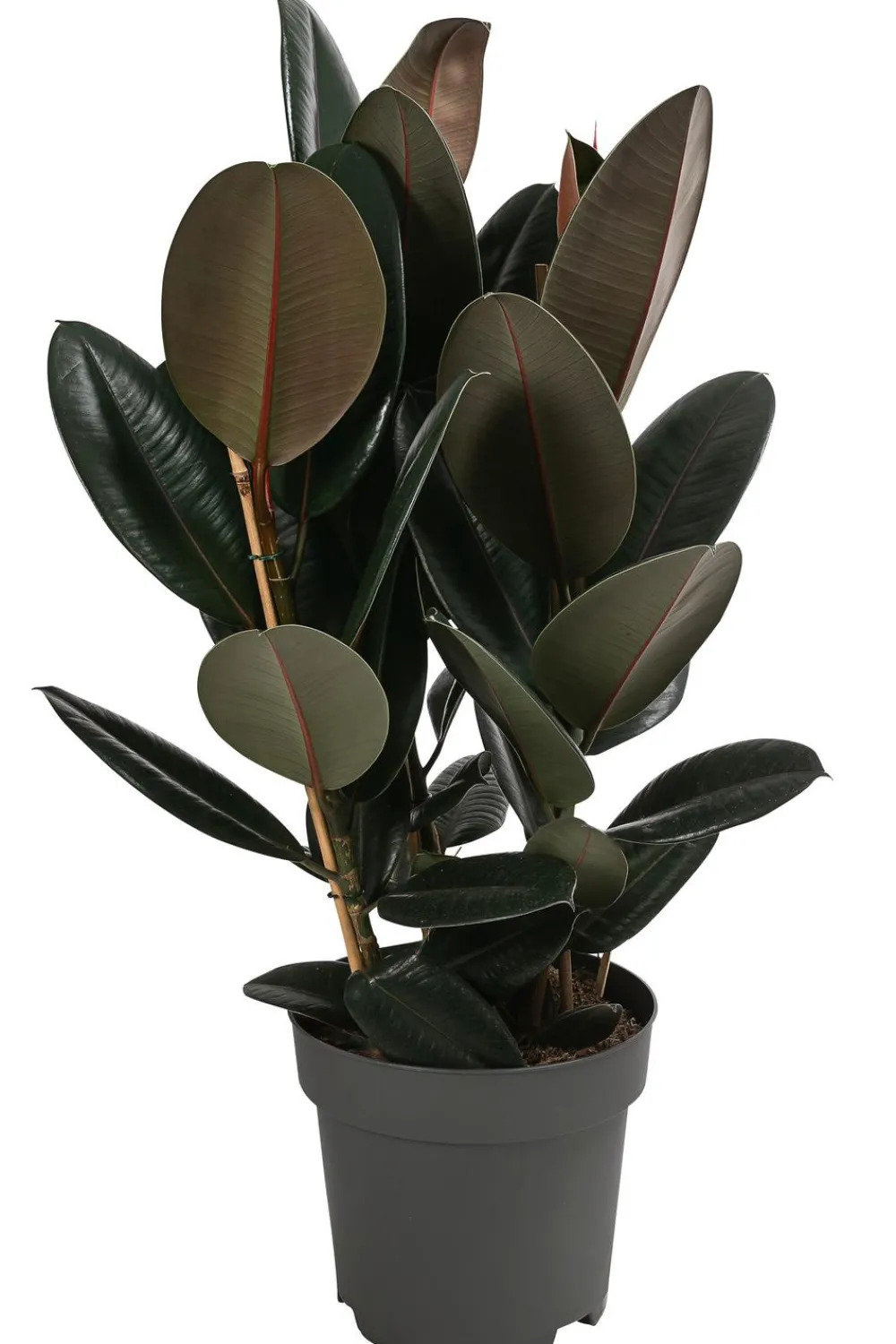 Dehner Grünpflanzen > Gummibaum - Ficus elastica 'Abidjan'
