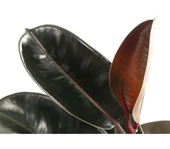 Dehner Grünpflanzen - Gummibaum - Ficus elastica 'Abidjan'