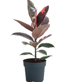 Dehner Grünpflanzen > Gummibaum - Ficus elastica 'Belize'