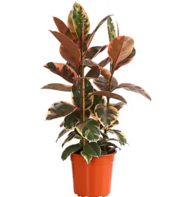 Dehner Gummibaum - Ficus elastica 'Belize' Bunt Clearance