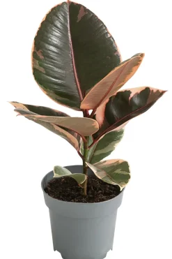 Dehner Grünpflanzen - Gummibaum - Ficus elastica 'Belize' Bunt