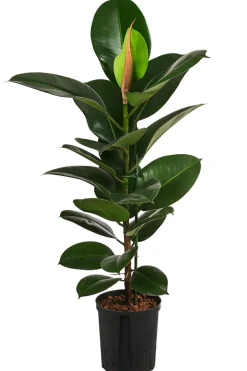 Dehner Hydropflanzen|Grünpflanzen > Gummibaum - Ficus elastica 'Robusta', Hydrokultur