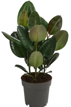Dehner Grünpflanzen|Solitärpflanzen - Gummibaum - Ficus elastica 'Robusta' Dunkelgrün