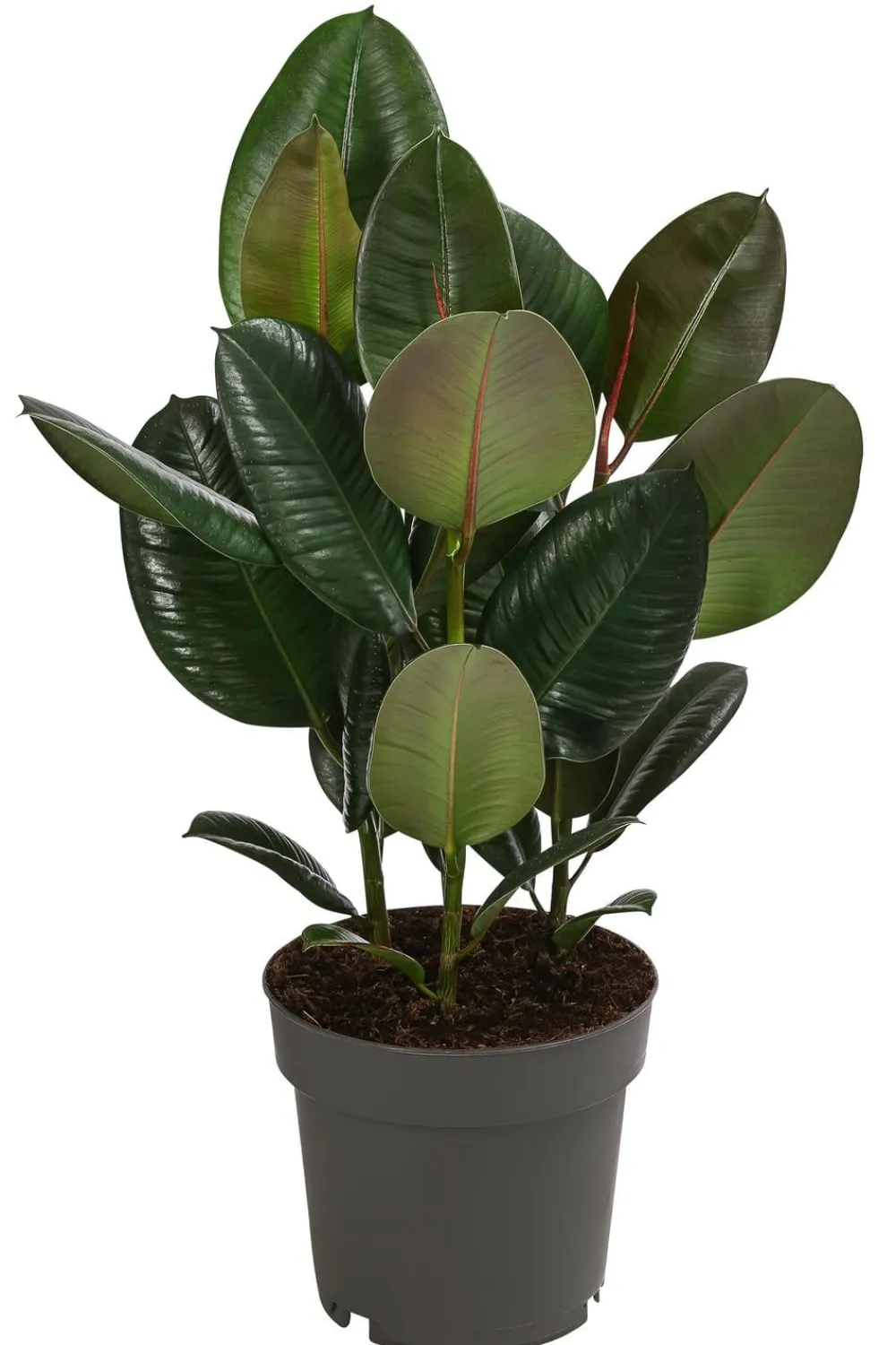 Dehner Grünpflanzen|Solitärpflanzen - Gummibaum - Ficus elastica 'Robusta' Dunkelgrün