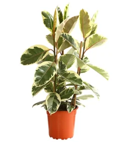 Dehner Gummibaum - Ficus elastica 'Tineke' Clearance