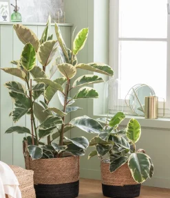 Dehner Gummibaum - Ficus elastica 'Tineke' Clearance