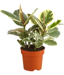 Dehner Gummibaum - Ficus elastica 'Tineke' Clearance