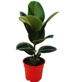 Dehner Grünpflanzen - Gummibaum-Set - Ficus elastica, 2-teilig Grün