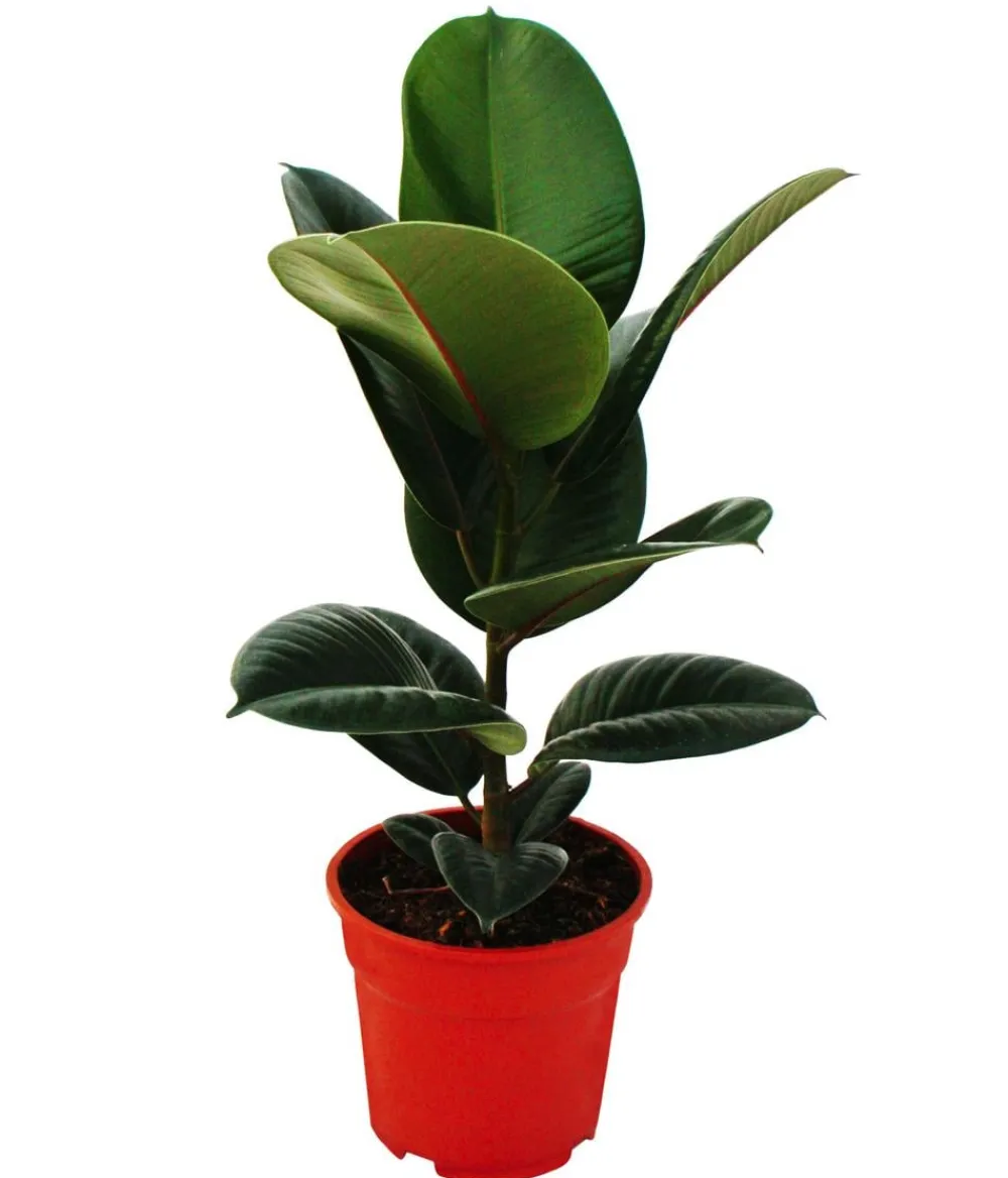 Dehner Grünpflanzen - Gummibaum-Set - Ficus elastica, 2-teilig Grün