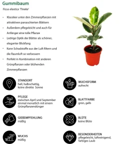 Dehner Grünpflanzen - Gummibaum-Set - Ficus elastica, 2-teilig Grün