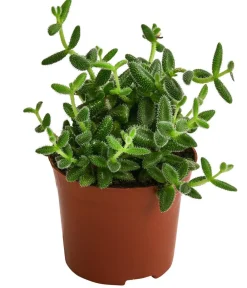 Dehner Sukkulenten - Gurkenpflanze - Delosperma echinatum Grün