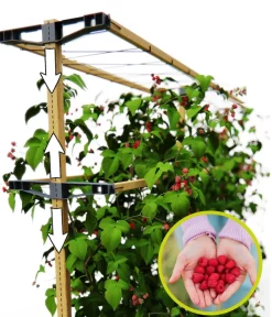 GUSTA GARDEN Rankgitter & Obelisken - Beeren-Rankhilfe Berry Buddy, ca. B119/H139/T35 cm Natur