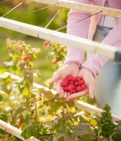 GUSTA GARDEN Rankgitter & Obelisken - Beeren-Rankhilfe Berry Buddy, ca. B119/H139/T35 cm Natur