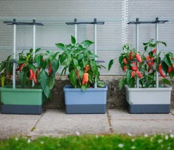 GUSTA GARDEN Chili-Pflanztopf Charly Chili, ca. B35/H69/T28 cm Dunkelgrün Clearance