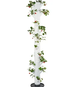 GUSTA GARDEN Hochbeete & Frühbeete > Erdbeerbaum Sissi Strawberry Infinity, ca. B32/H185/T27 cm