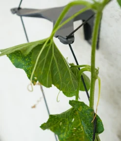 GUSTA GARDEN Gurken-Rankhilfe Cucumber Buddy, ca. B18/H108/T14 cm Anthrazit Best