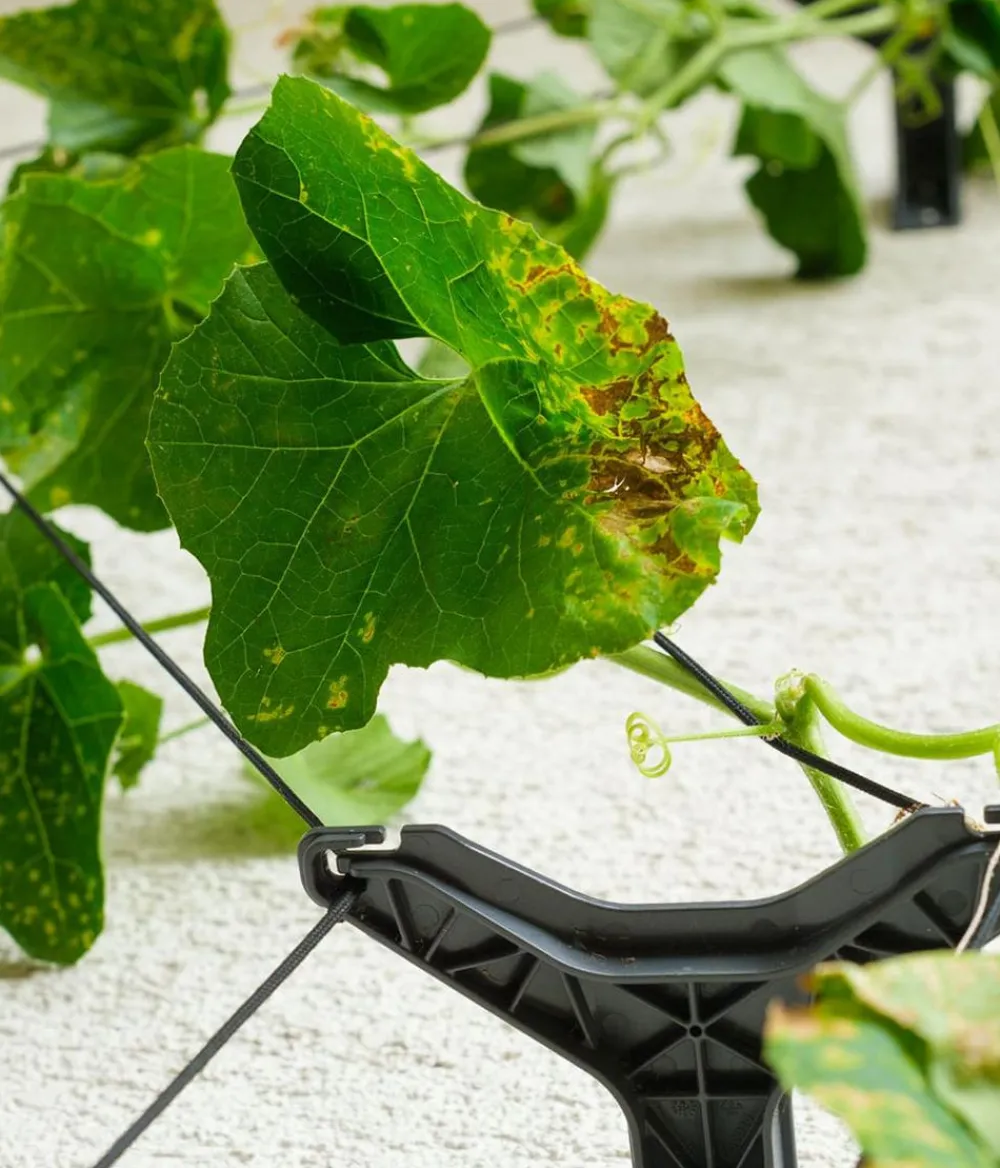 GUSTA GARDEN Gurken-Rankhilfe Cucumber Buddy, ca. B18/H108/T14 cm Anthrazit Best