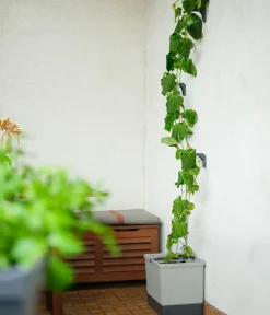 GUSTA GARDEN Blumentöpfe & Übertöpfe|Hydrosysteme > Gurken-Topf Curt Cucumber, ca. B35/H138/T28 cm