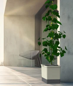 GUSTA GARDEN Blumentöpfe & Übertöpfe|Hydrosysteme > Gurken-Topf Curt Cucumber, ca. B35/H138/T28 cm