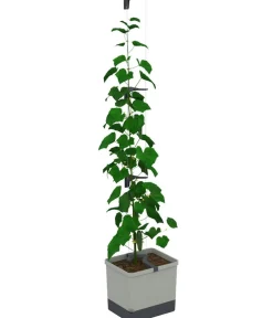 GUSTA GARDEN Blumentöpfe & Übertöpfe|Hydrosysteme > Gurken-Topf Curt Cucumber, ca. B35/H138/T28 cm