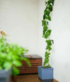 GUSTA GARDEN Gurken-Topf Curt Cucumber, ca. B35/H138/T28 cm Blau Online