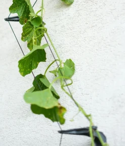 GUSTA GARDEN Gurken-Topf Curt Cucumber, ca. B35/H138/T28 cm Blau Online