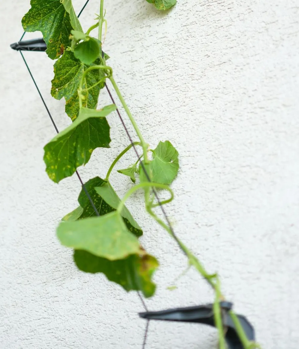 GUSTA GARDEN Gurken-Topf Curt Cucumber, ca. B35/H138/T28 cm Blau Online