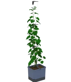 GUSTA GARDEN Gurken-Topf Curt Cucumber, ca. B35/H138/T28 cm Blau Online