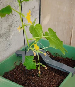 GUSTA GARDEN Blumentöpfe & Übertöpfe|Hydrosysteme - Gurken-Topf Curt Cucumber, ca. B35/H138/T28 cm Dunkelgrün
