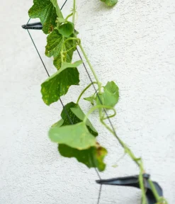 GUSTA GARDEN Blumentöpfe & Übertöpfe|Hydrosysteme - Gurken-Topf Curt Cucumber, ca. B35/H138/T28 cm Dunkelgrün