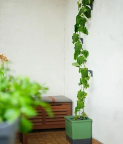 GUSTA GARDEN Blumentöpfe & Übertöpfe|Hydrosysteme - Gurken-Topf Curt Cucumber, ca. B35/H138/T28 cm Dunkelgrün