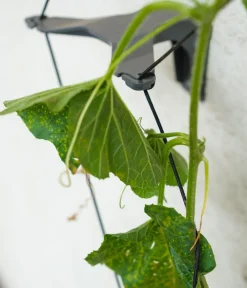 GUSTA GARDEN Blumentöpfe & Übertöpfe|Hydrosysteme - Gurken-Topf Curt Cucumber, ca. B35/H138/T28 cm Dunkelgrün
