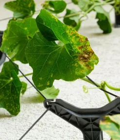GUSTA GARDEN Blumentöpfe & Übertöpfe|Hydrosysteme - Gurken-Topf Curt Cucumber, ca. B35/H138/T28 cm Dunkelgrün